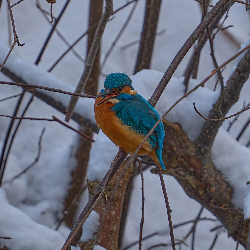 Зимородок и его жизнь