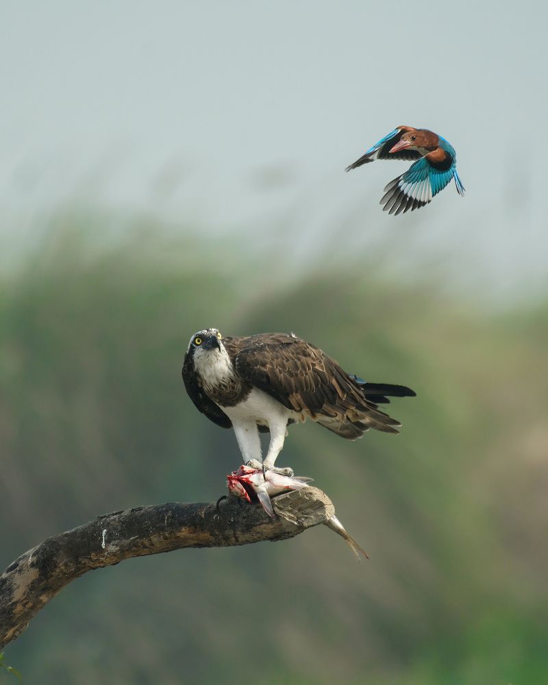 Photograph by Susanjit Saha