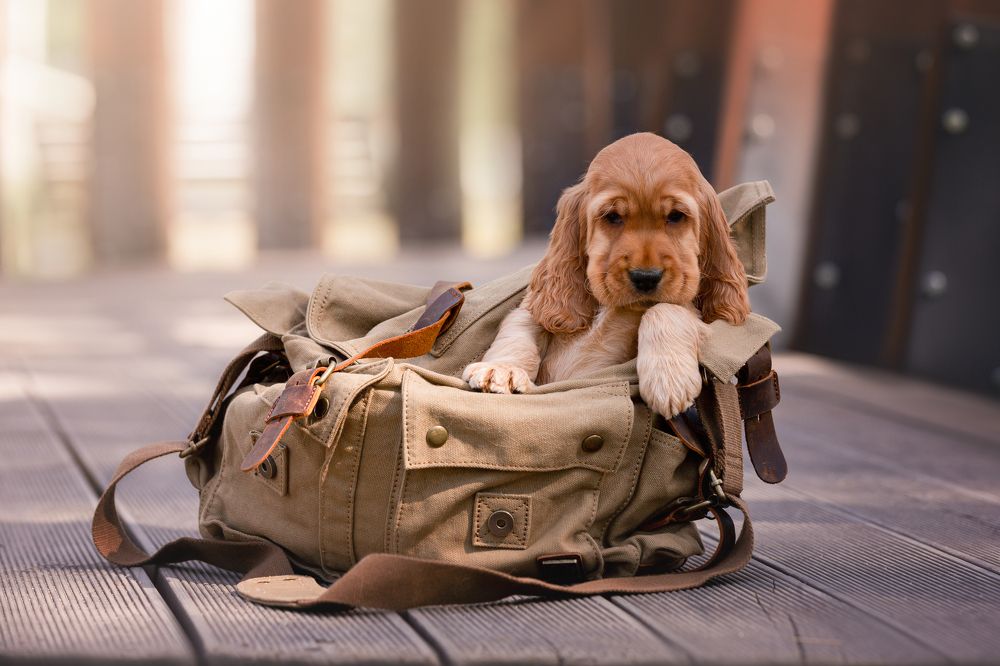 Фотография автора Наталья Степанова