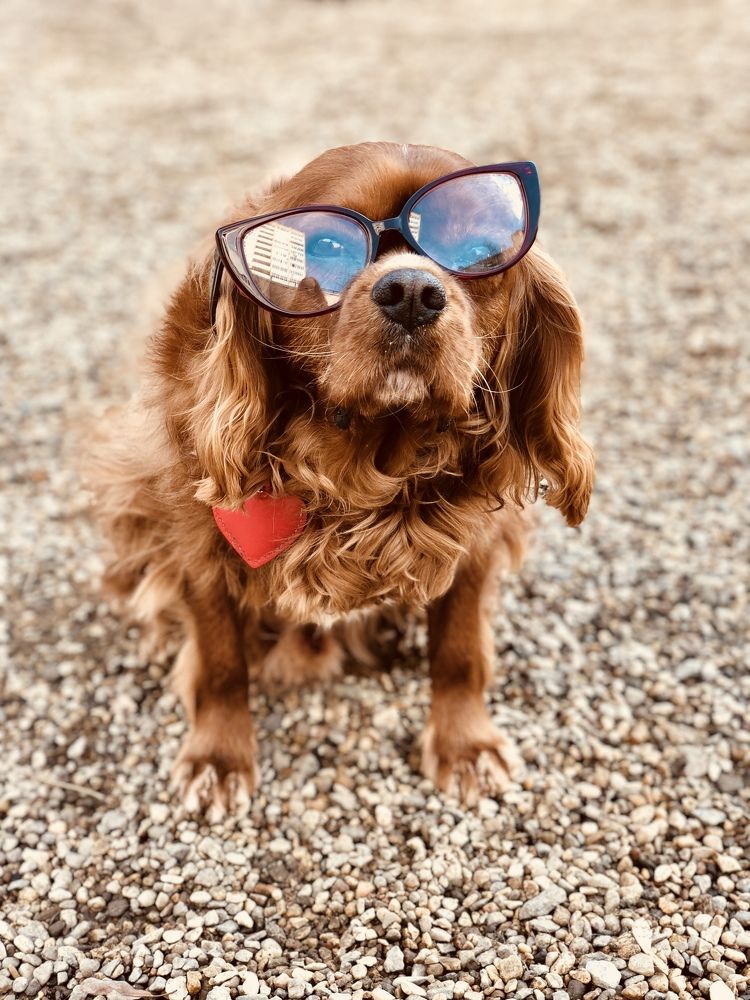 Photograph by Zinaida Sassarini