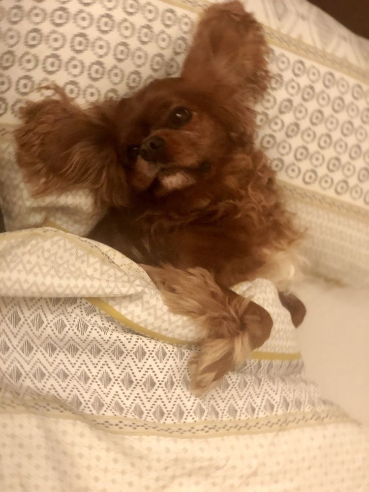 Photograph by Zinaida Sassarini