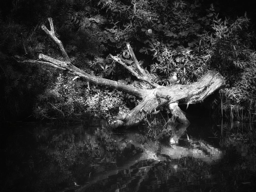 Photograph by Хомастя Настя