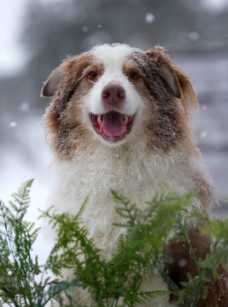 Фотография автора Криволуцкий Вячеслав