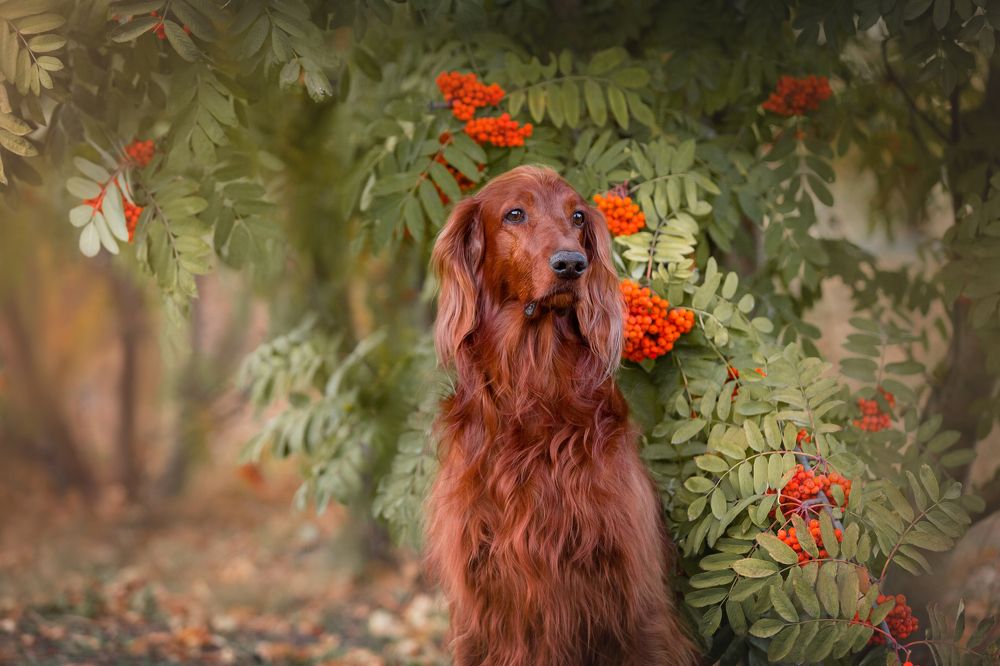 Осенняя грустинка