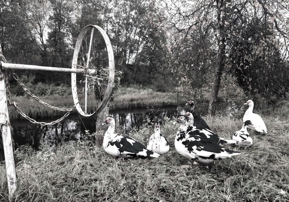 Photograph by Людмила Ваганова