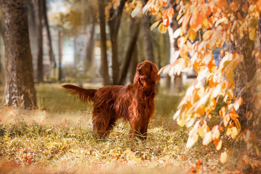 Осенняя фотосессия