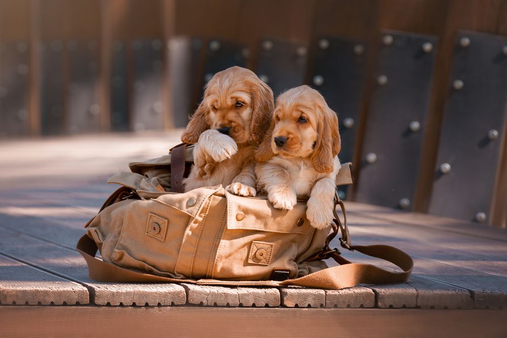 Надоело фотографироваться