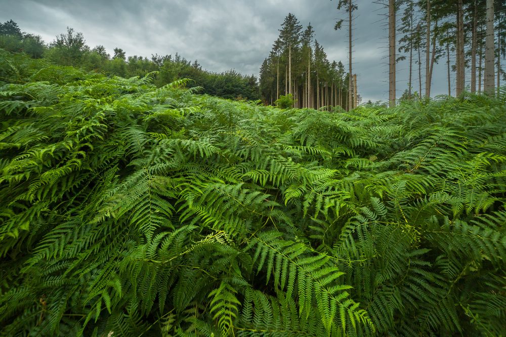 Photograph by Елена Покрепа