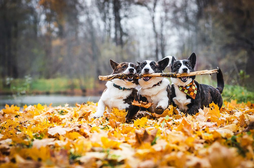 Photograph by Мария Новоселецкая