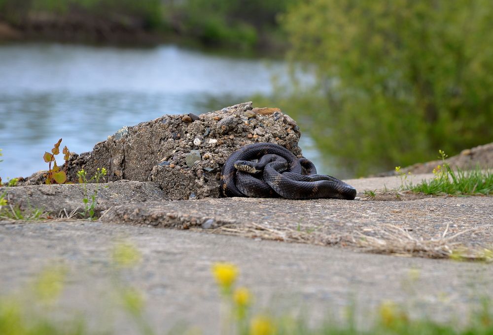 Фотография автора Владимир Куликов