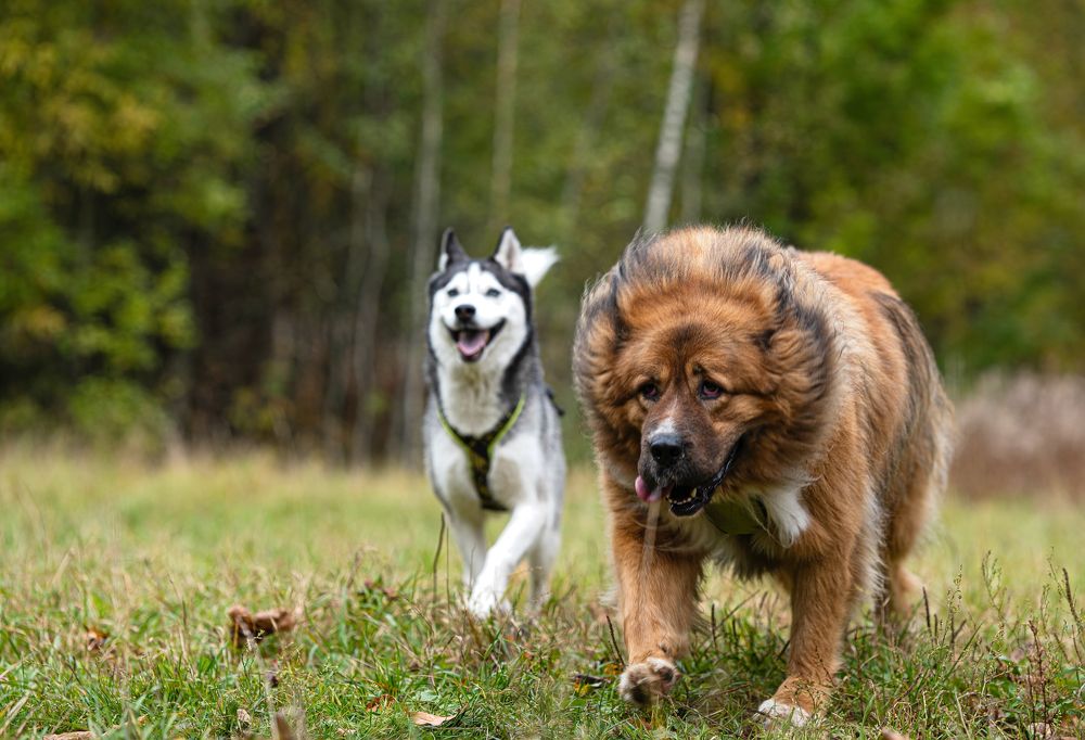 Photograph by Криволуцкий Вячеслав