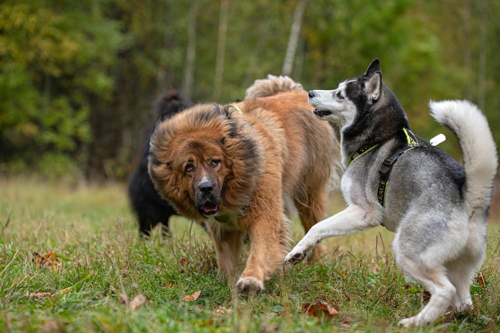 Photograph by Криволуцкий Вячеслав