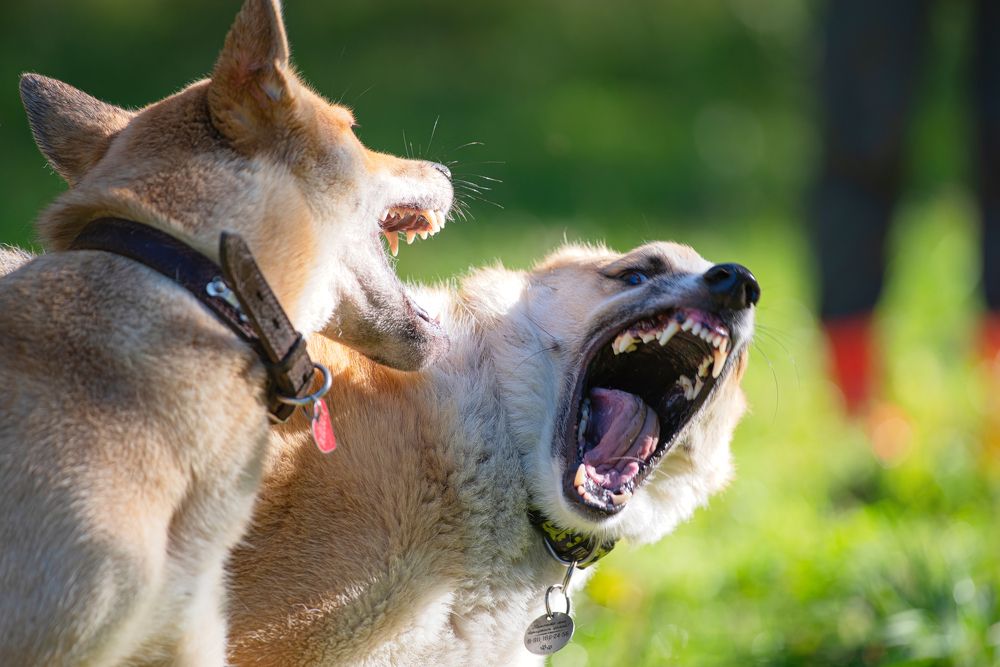 Photograph by Криволуцкий Вячеслав