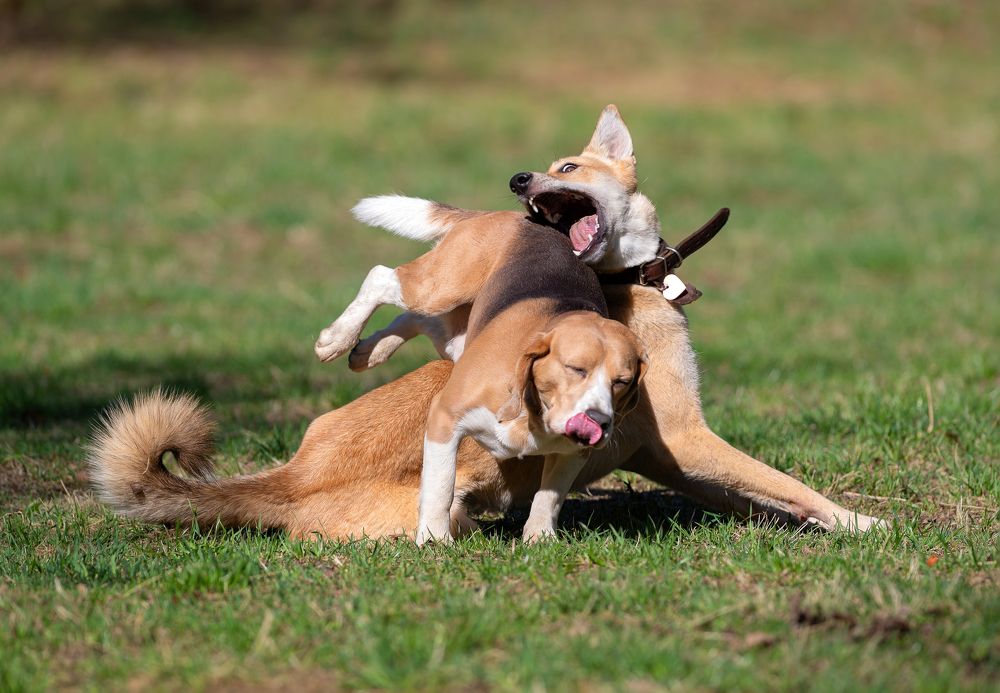 Photograph by Криволуцкий Вячеслав