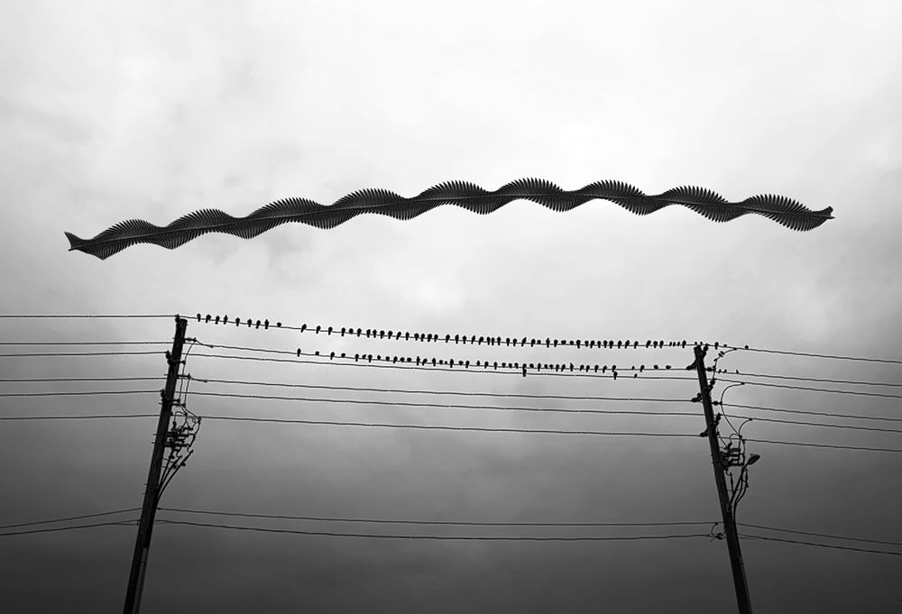 Wings Over Concrete: Urban Birds' Interlaced Flight Through City Streets