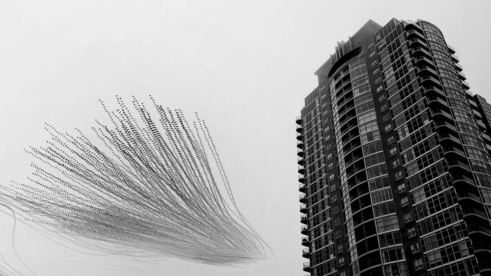 Starlings Flight Through City Streets