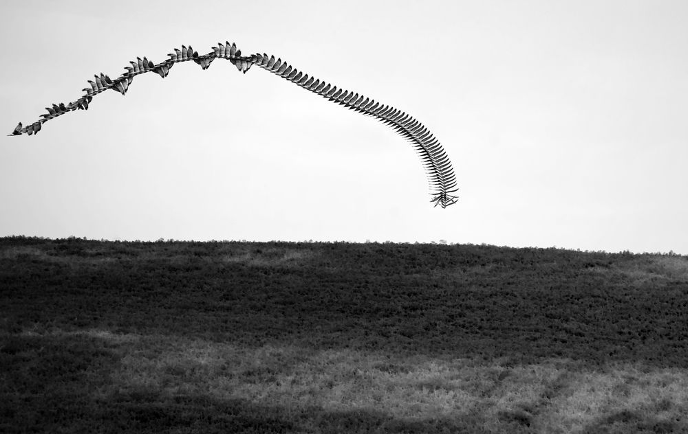 The Arc of the Red-Tailed Hawk