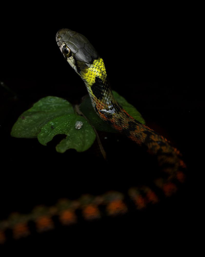 Photograph by Hiroki Matsubara