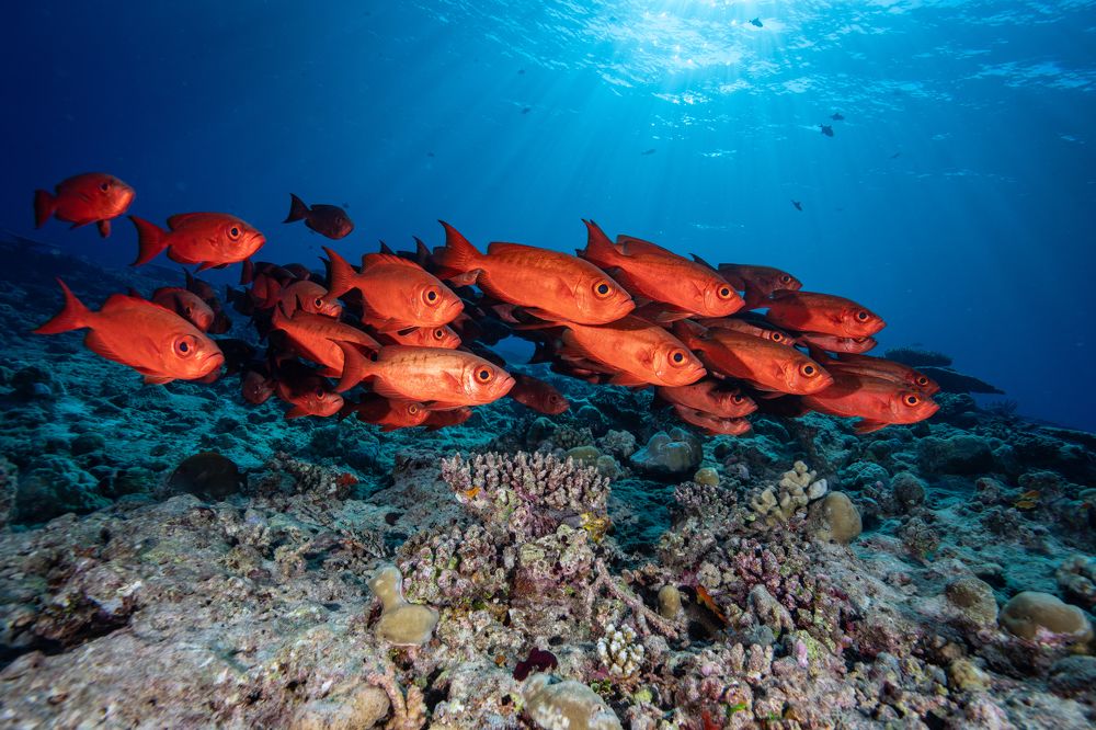 Photograph by gabriel vieira costa