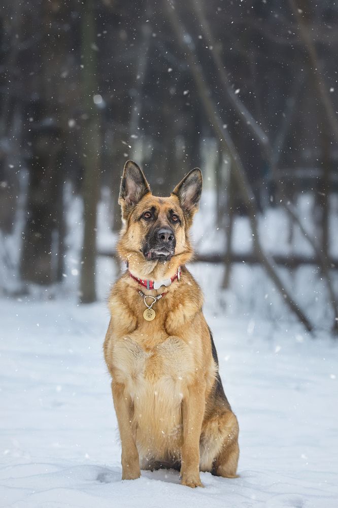 Фотография автора Корнеев Алексей