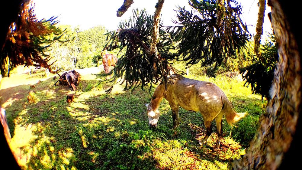 Photograph by CRINALDO REIS