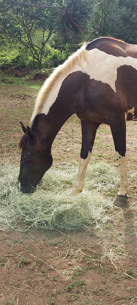 Photograph by CRINALDO REIS