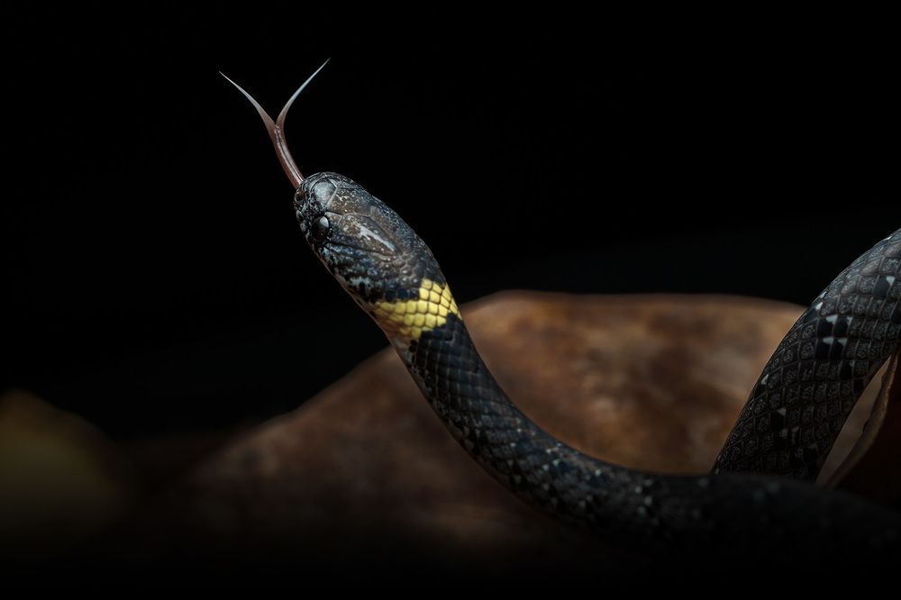 Pareas margaritophorus