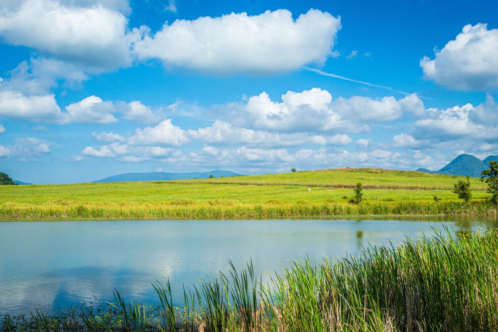 Hibiscus cannabinus field