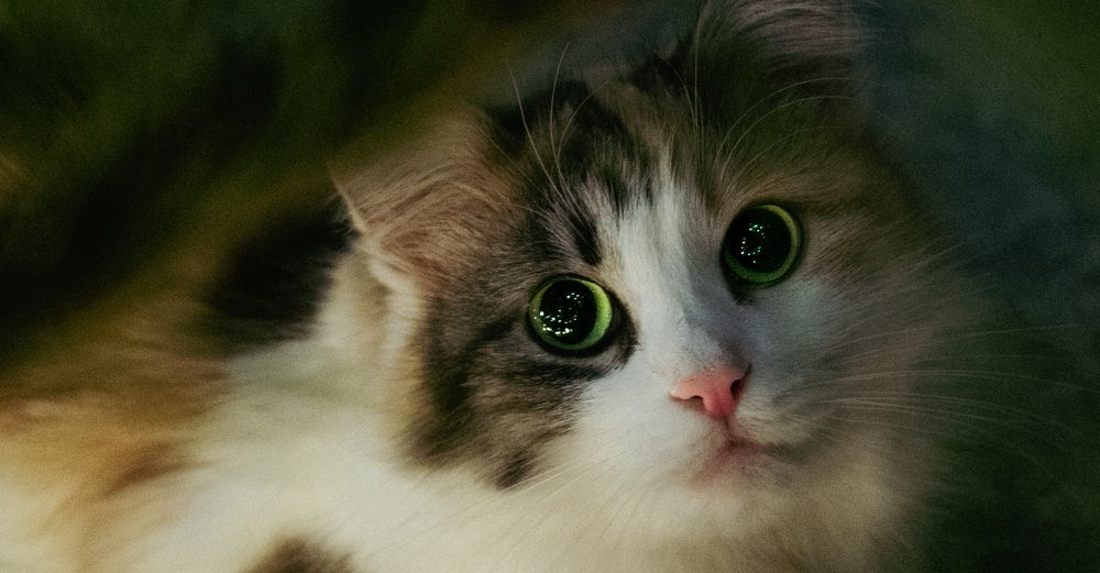 Фотография автора Владимир Широкий