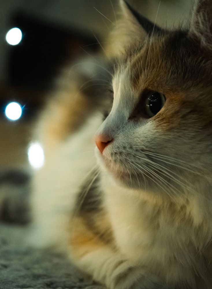 Фотография автора Владимир Широкий