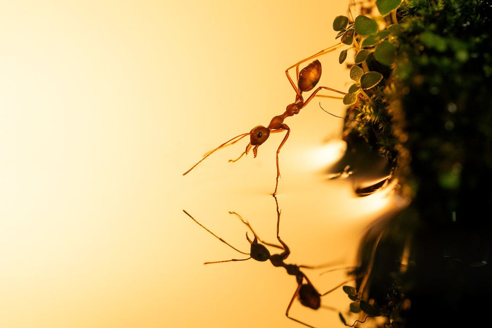 Weaver ants (Oecophylla smaragdina)