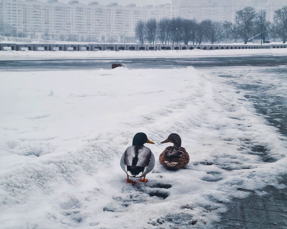 Photograph by Татьяна Соколовская