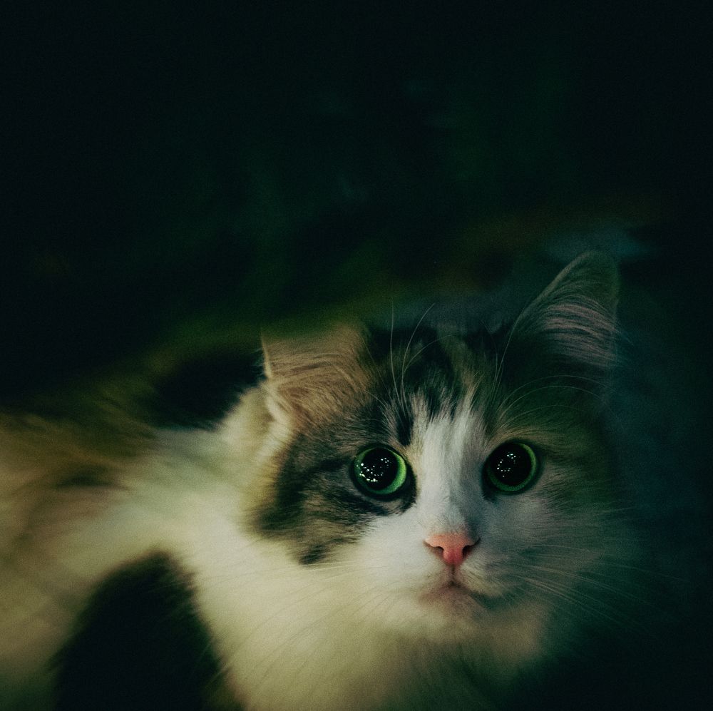 Фотография автора Владимир Широкий