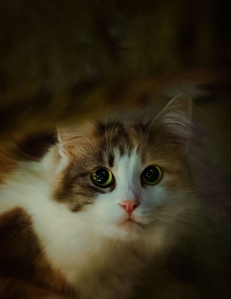 Фотография автора Владимир Широкий