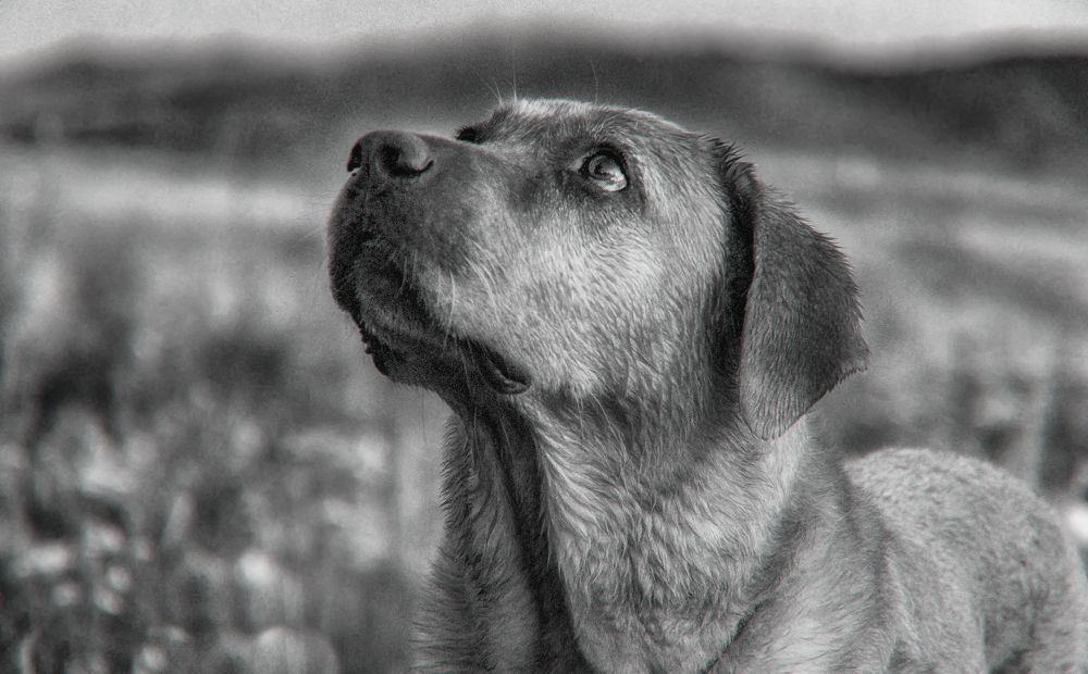 Фотография автора Андрей Жданов