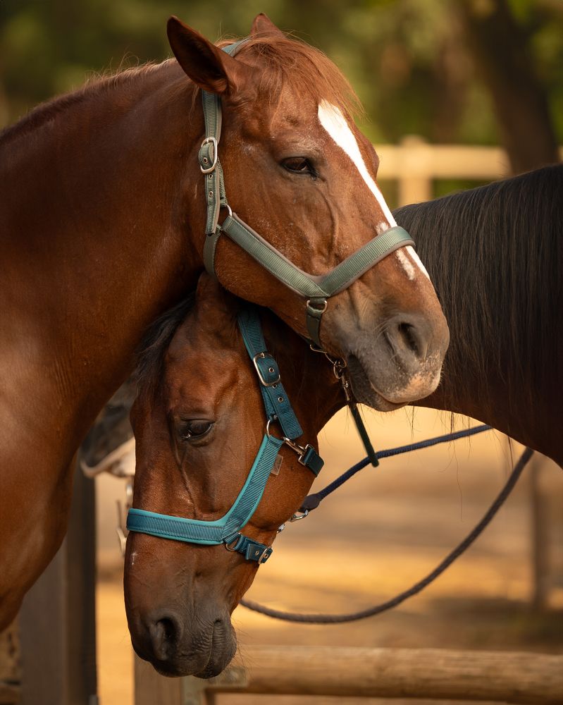 Photograph by Mònica Udina