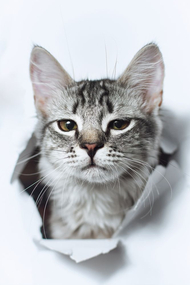 Фотография автора Мария Шабурникова