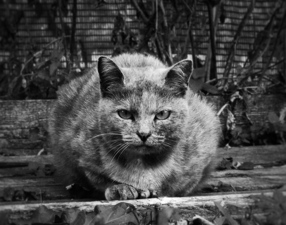 Photograph by Татьяна Павлова