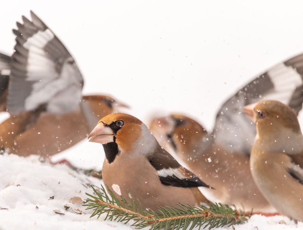 Photograph by Елена Хорохорина