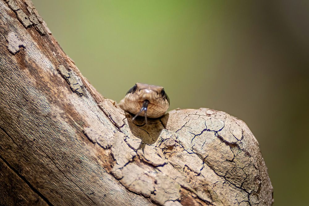 Photograph by Nikolay Stoyanov