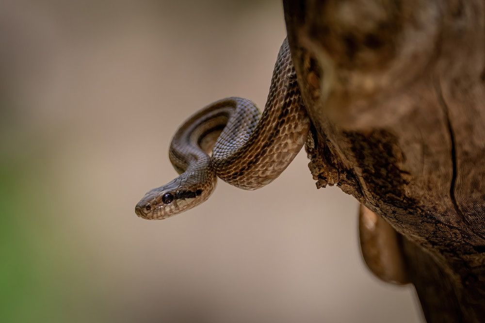 Photograph by Nikolay Stoyanov