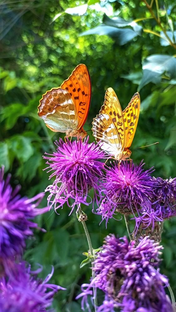 Photograph by Олеся Лосыгина