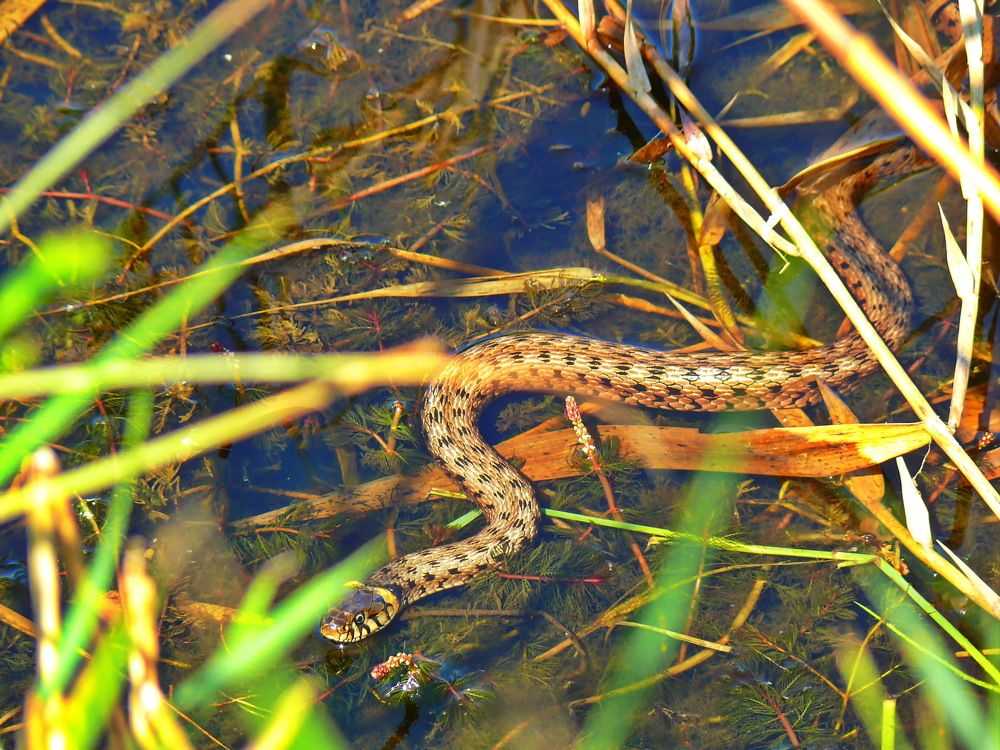 В поисках пищи.