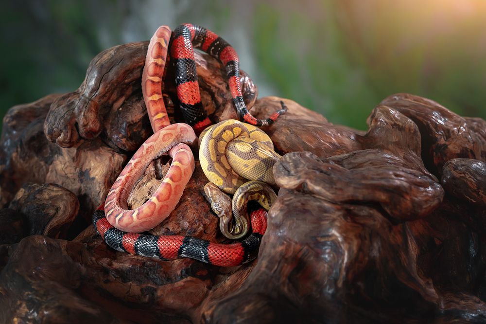 Фотография автора Оксана Серова