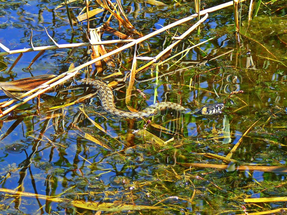 Замаскировался...