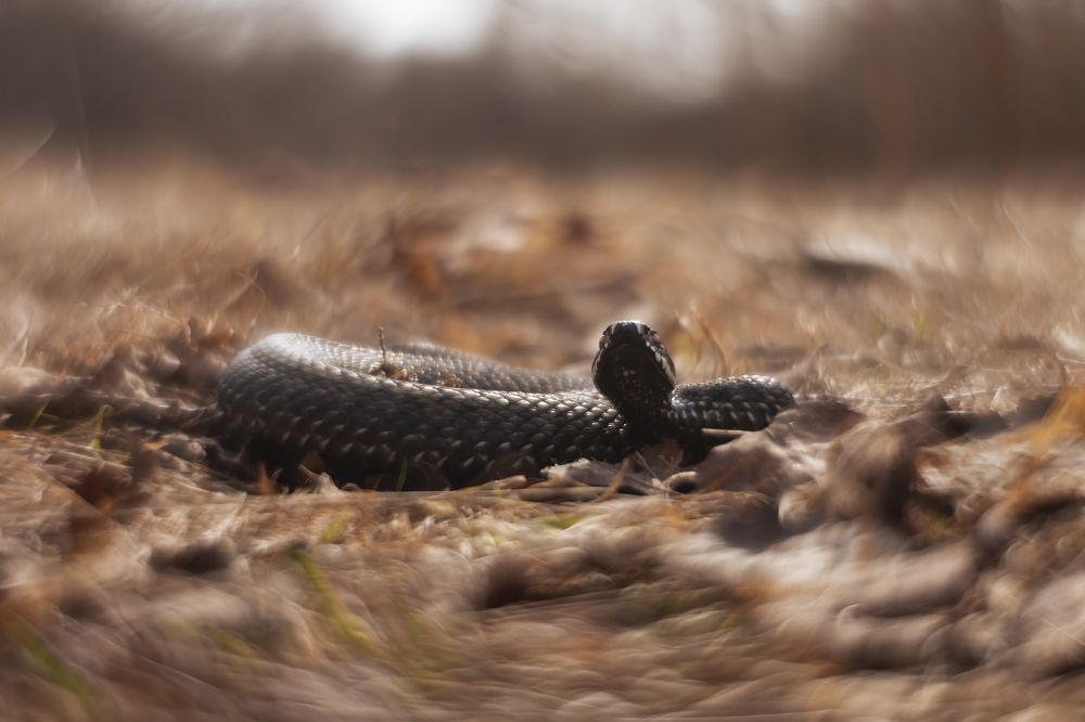 Photograph by Пронин Денис