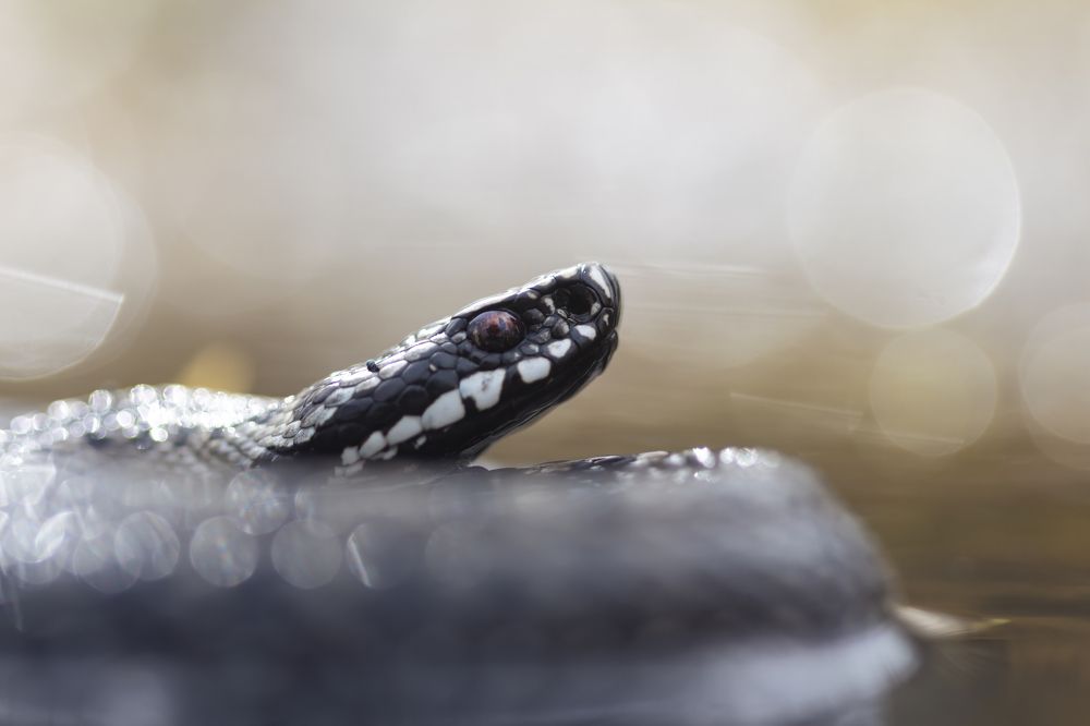 Photograph by Пронин Денис