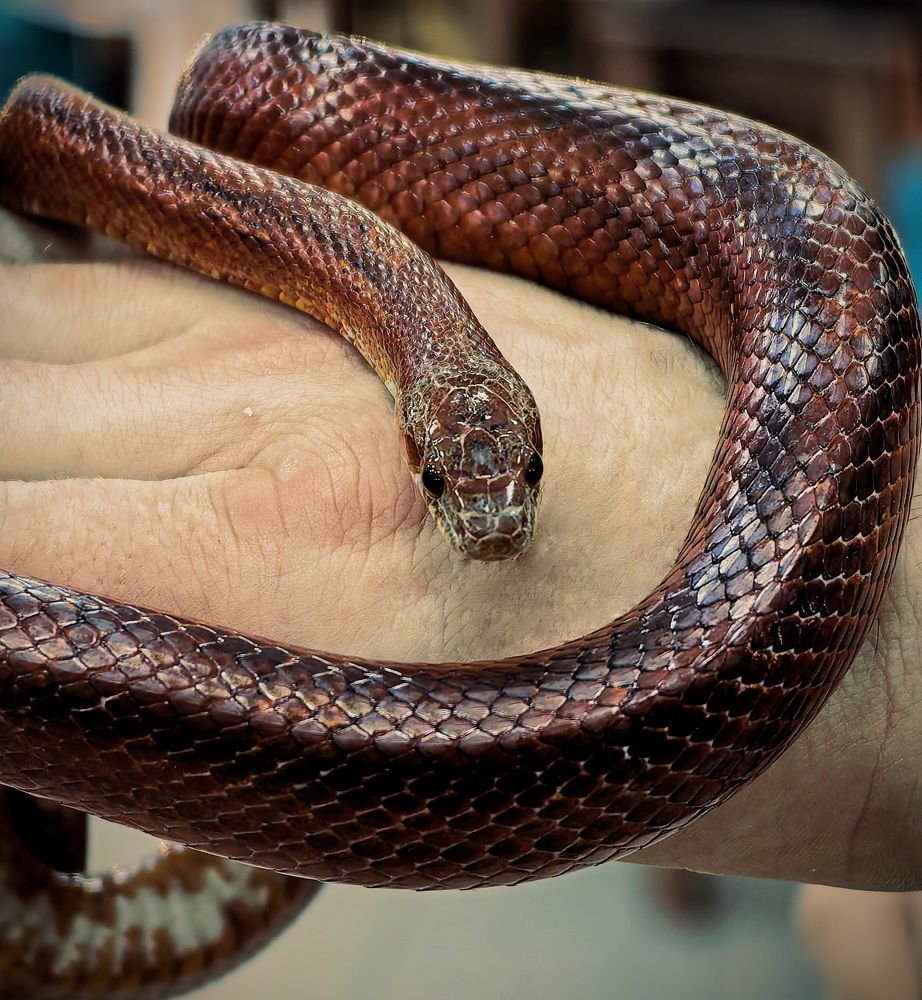 Photograph by Кристина Рыбина