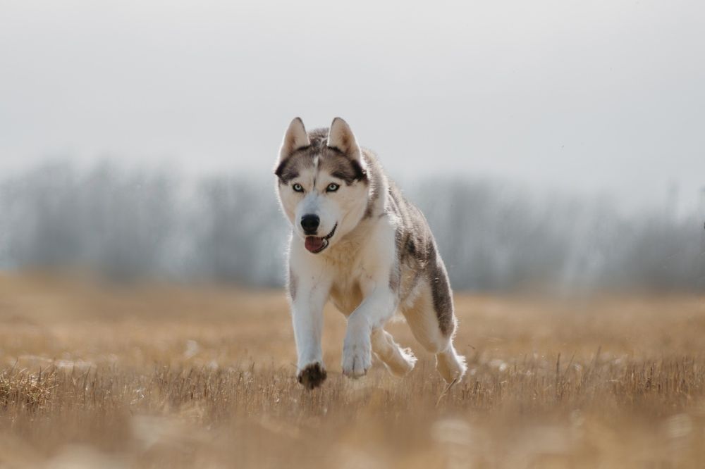 Photograph by Ангелина Ледовская