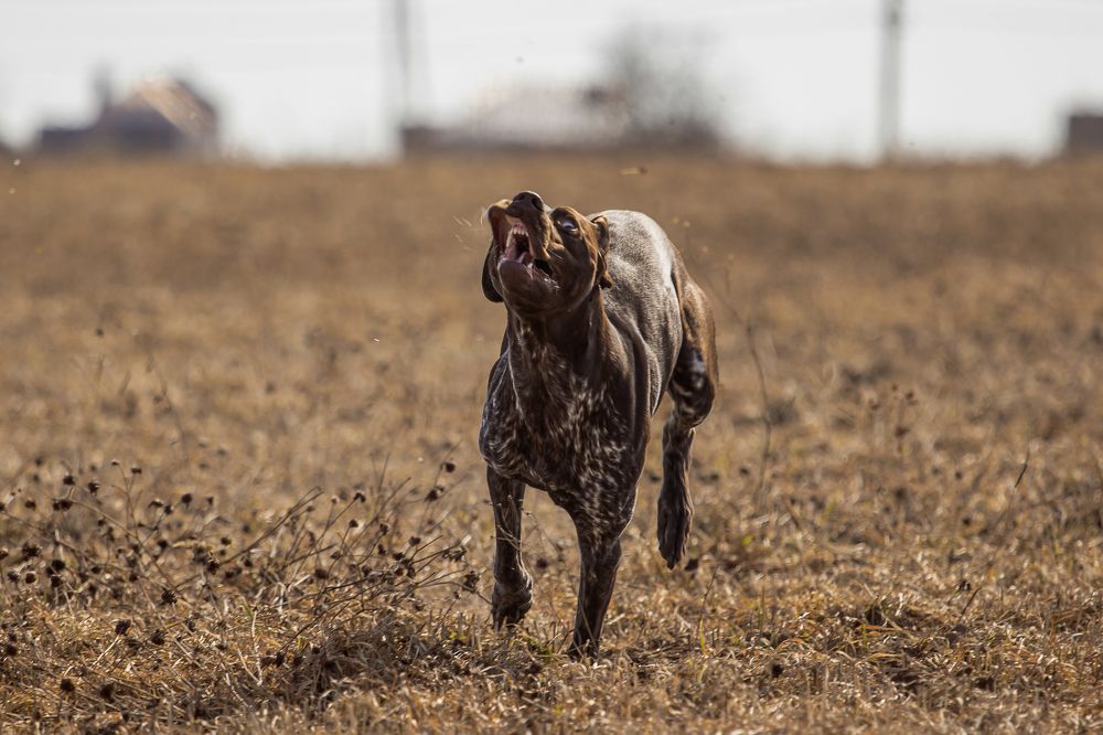 Photograph by Алексей Широбоков